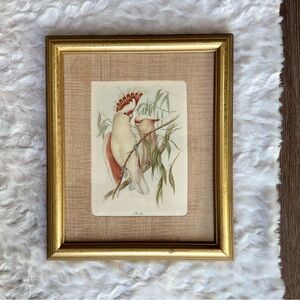 VTG Gold Framed J Gould Cockatoo Print Picture Pink White Birds Tropical Retro